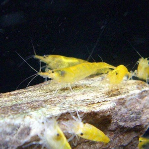 Gul Dværgreje (Neocaridina davidi) yellow fire
